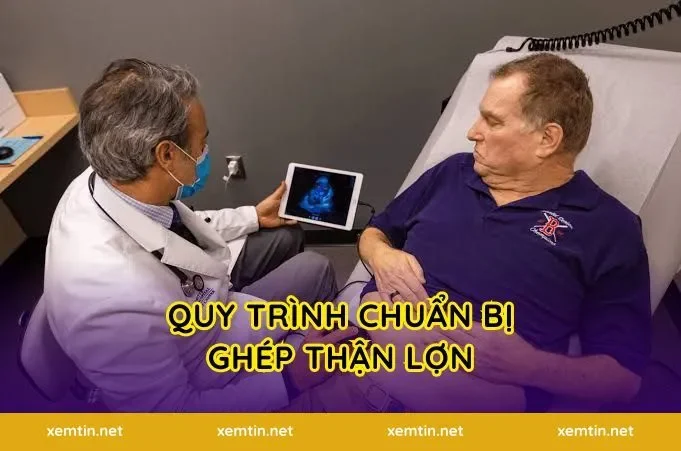 Quy trình chuẩn bị ghép thận lợn